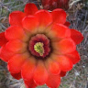 Meet your Posher, Laurie